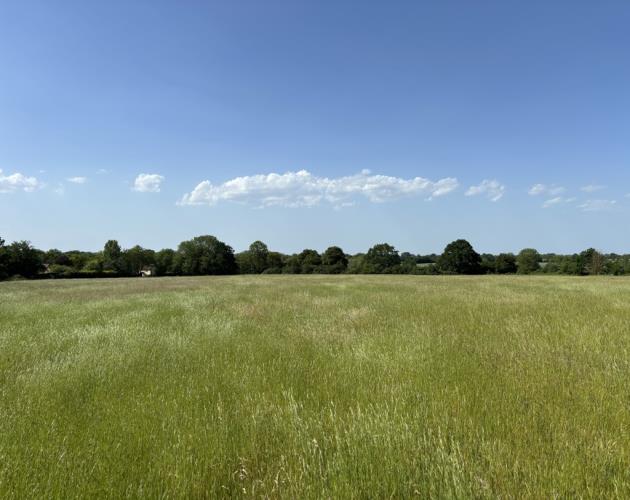 Grassland Off Jolly's Way