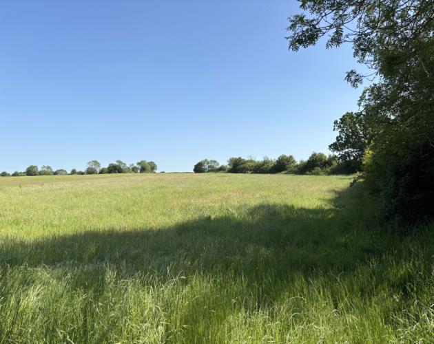 Grassland Off Jolly's Way