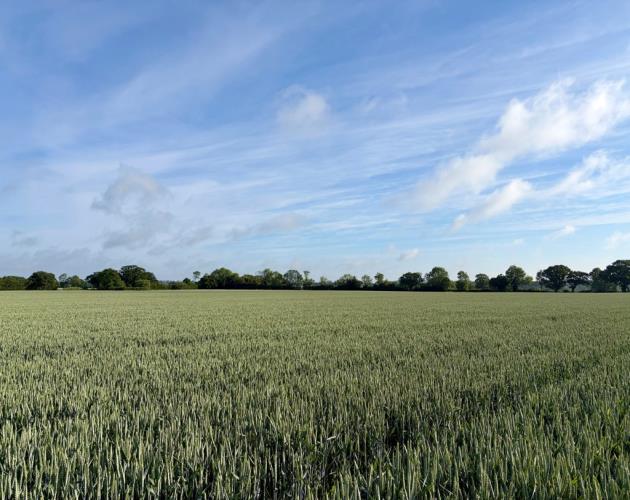 Arable Land At Wissett (Lot 1)