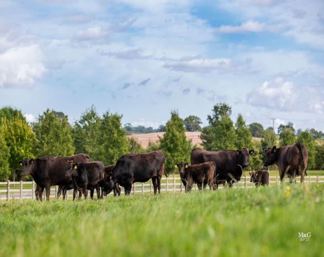 Wyndford Wagyu