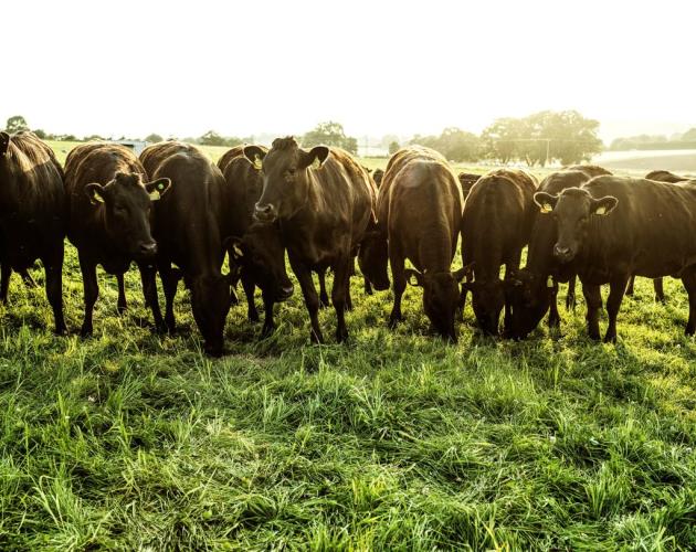 Wyndford Wagyu