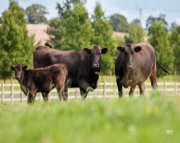 Wyndford Wagyu