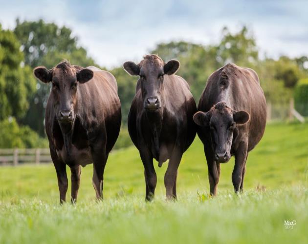 Wyndford Wagyu