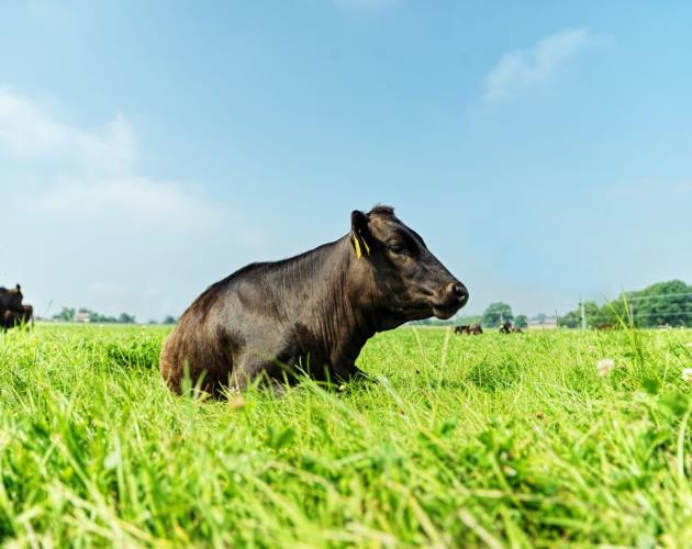 Wyndford Wagyu