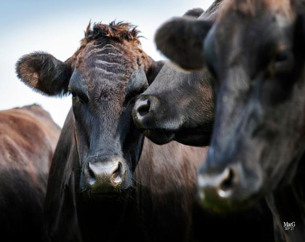 Wyndford Wagyu