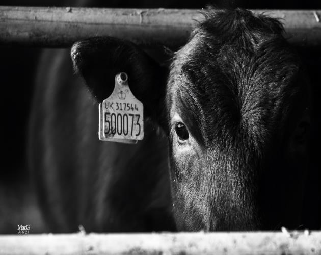 Wyndford Wagyu