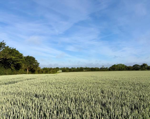 Land At Wissett