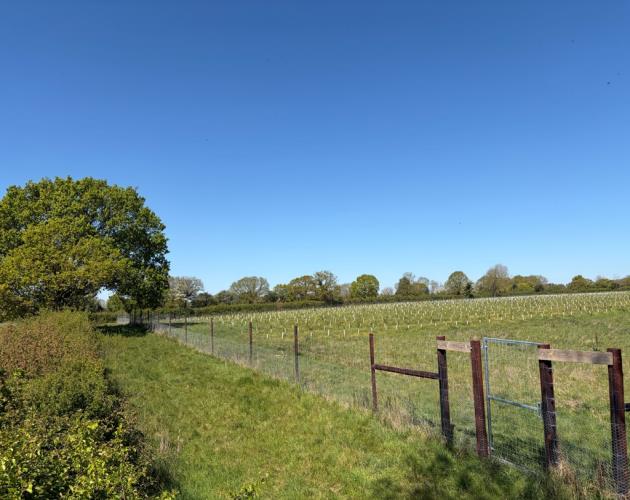 Land At Grove Farm