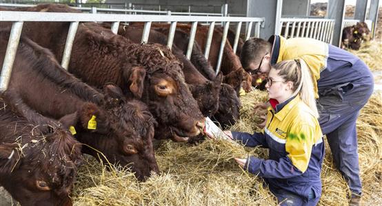 Competence in the safe use of Mowers City & Guilds Level 2 Certificate