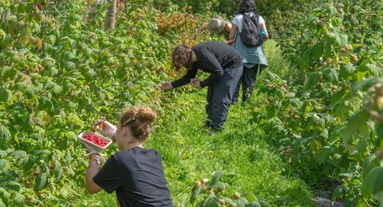 Forestry & Arboriculture Level 3