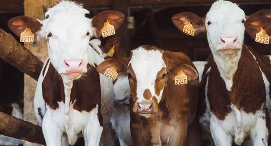 International Farm & Estate Health and Safety Awareness