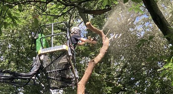 Certificate of Competence in Use of Chainsaw from a Mobile Elevated Work Platform (MEWP)