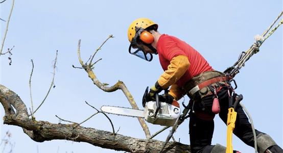 Tree Felling & Processing