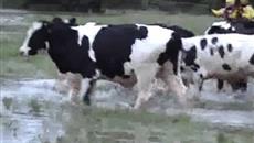 RSPCA Cow Rescue RSPCA Cow Rescue