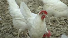 Eggs for Processing Eggs for Processing