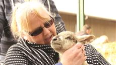 Lambing Sunday event at Bishop Burton College Lambing Sunday event at Bishop Burton College