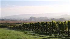 Ryedale Vineyards Ryedale Vineyards