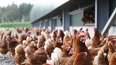 Award winning egg producer plans to double flock size Award winning egg producer plans to double flock size
