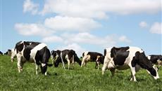 Sustainability credentials emphasised at Dairy Roadmap launch in London Sustainability credentials emphasised at Dairy Roadmap launch in London