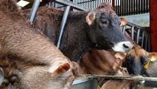Dairy industry “unsustainable” Dairy industry “unsustainable”
