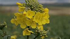 Farmers see worst oil seed rape crops they have ever seen this year Farmers see worst oil seed rape crops they have ever seen this year