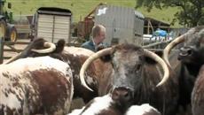 Bovine TB and Badgers - Improving Farm Biosecurity Bovine TB and Badgers - Improving Farm Biosecurity