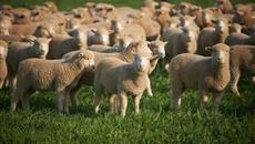 British sheep farmers concerned at possible free trade deal with Australia British sheep farmers concerned at possible free trade deal with Australia