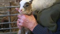 Pennine farm witnesses lambing season commence 4 months early Pennine farm witnesses lambing season commence 4 months early