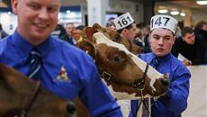 Dairy farmers descend on Carlisle for key dairy event Dairy farmers descend on Carlisle for key dairy event