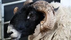 British wool market down 13 per cent compared to last year British wool market down 13 per cent compared to last year