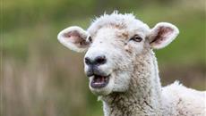 Sheep can recognise human faces from photographs Sheep can recognise human faces from photographs