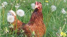Benefits of Free Range Eggs Benefits of Free Range Eggs