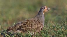Grey Partridge has dramatically declined in the past 30 years Grey Partridge has dramatically declined in the past 30 years
