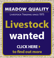 Meadow Quality Limited