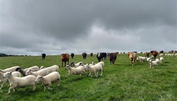 A May's Farm