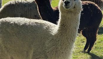 Mayfield Alpacas