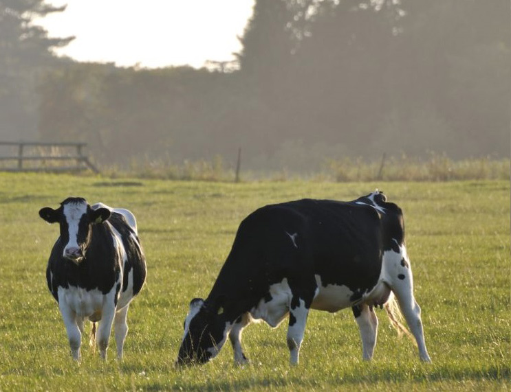 Country Shows & Events Farming & Agricultural Shows from Farming UK