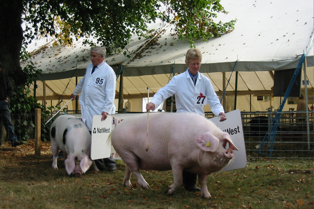 Moreton-in-Marsh Show