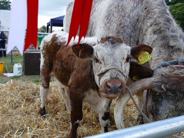 Poynton Show