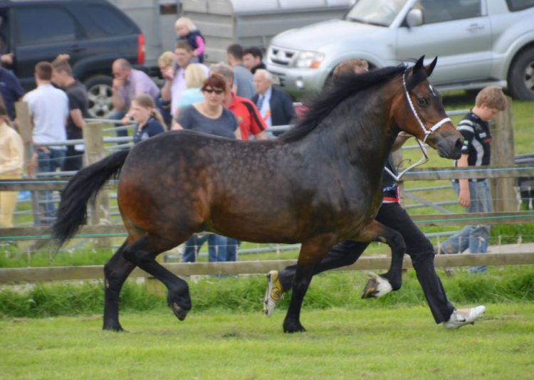 Cothi Bridge Show