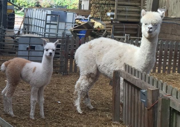 Holsworthy and Stratton Show