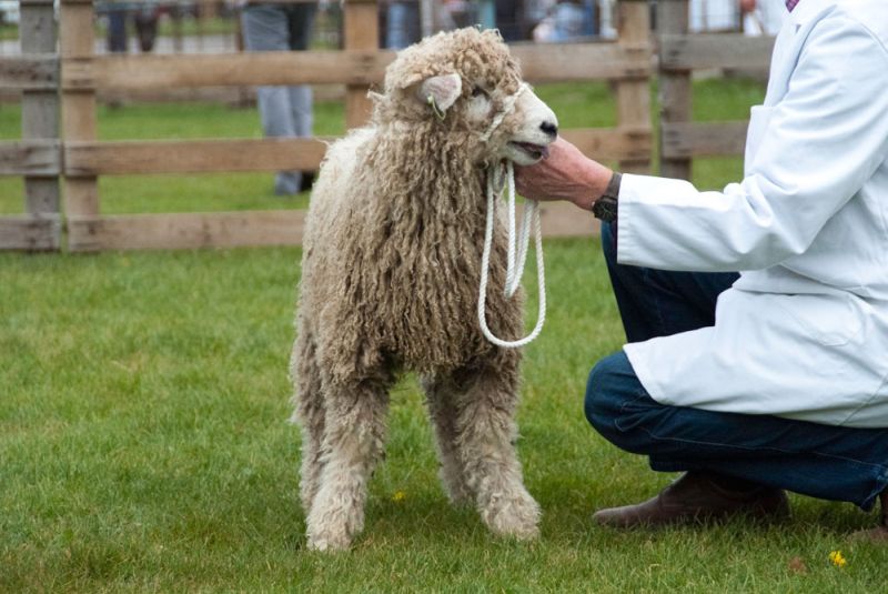 Nottinghamshire County Show