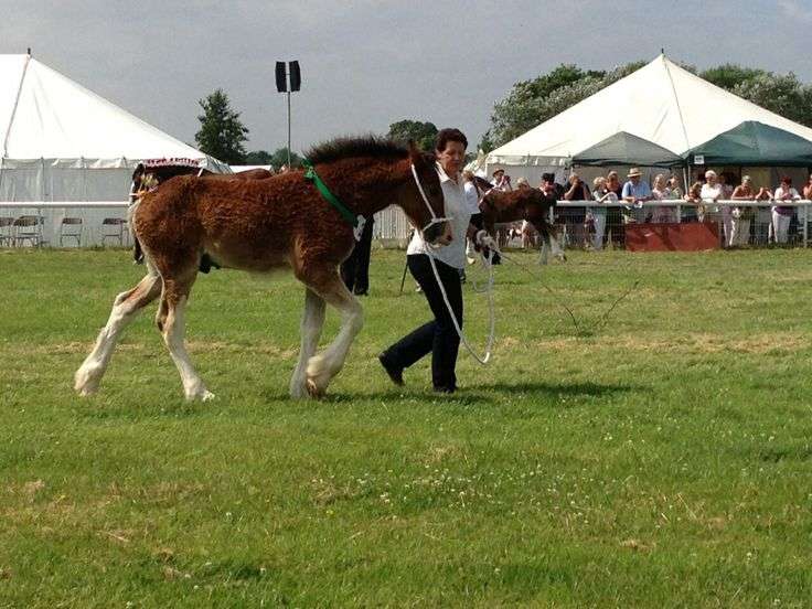 Alrewas Show