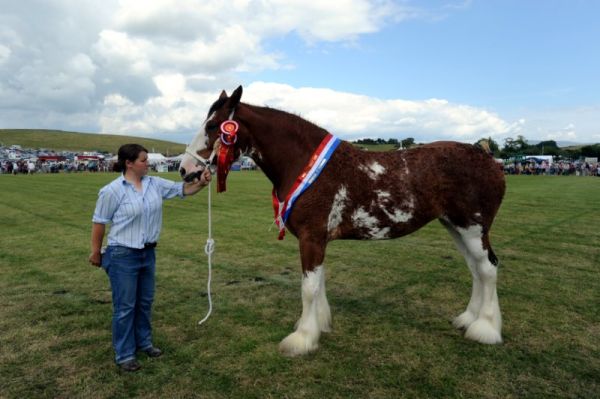 Wigtown Show