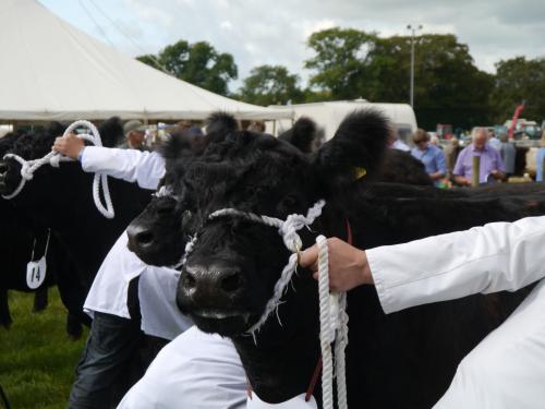 Stewartry Agricultural Show