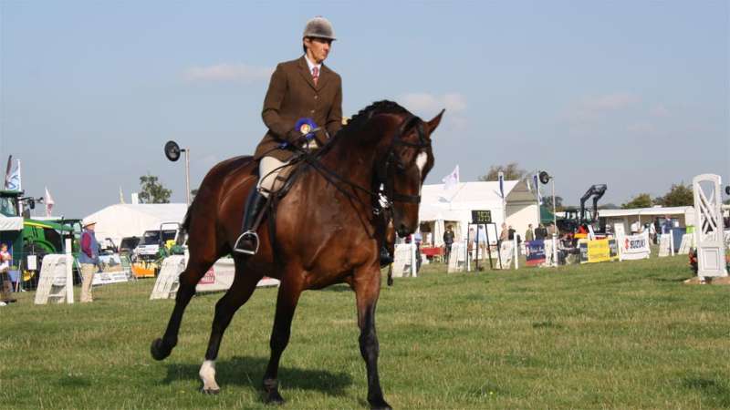 Bucks County Show