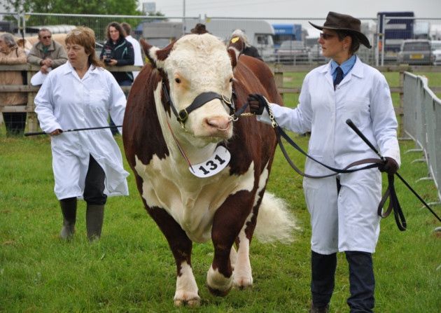 Hertfordshire County Show