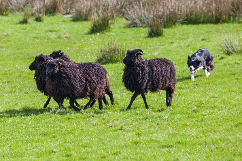 World Sheepdog Trials