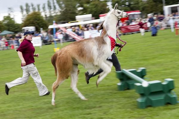 Ashbourne Show