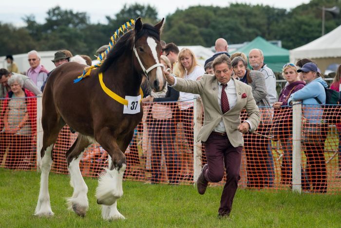 Honley Show
